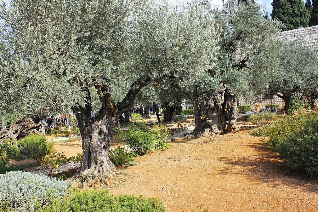 Mikwe im Garten Gethsemane gefunden und auch an anderen